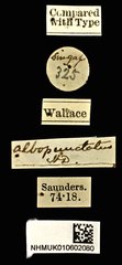 Agrilus albopunctatus • All Rights Reserved Museum Label
