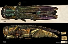 Agrilus amicus Deyrolle, 1864