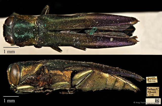 Agrilus amicus • © Ang Yuchen • CC BY 4.0