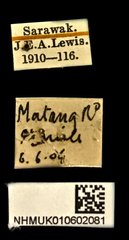 Agrilus amicus • All Rights Reserved Museum Label
