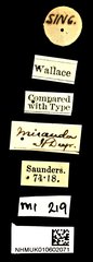 Anthaxia miranda • All Rights Reserved Museum Label