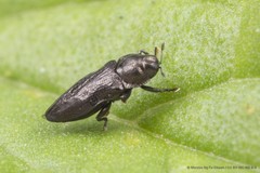 Aphanisticus cochinchinae Obenberger, 1924