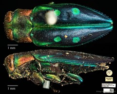 Chrysobothris discedens • © Ang Yuchen • CC BY 4.0