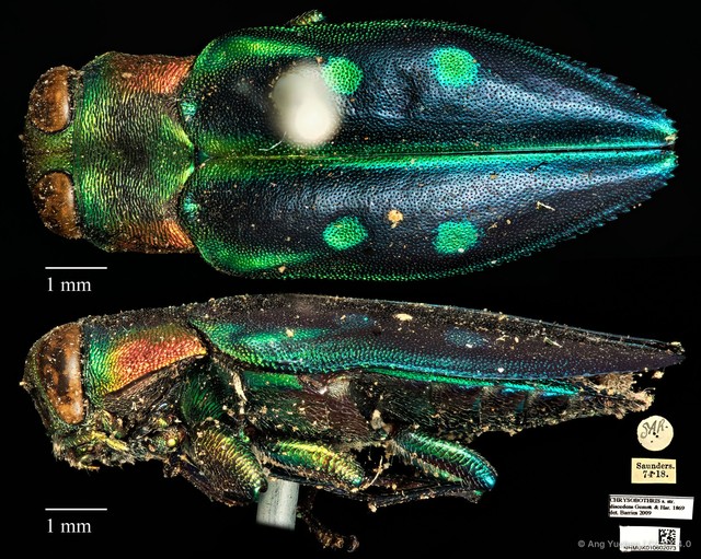 Chrysobothris discedens • © Ang Yuchen • CC BY 4.0