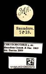 Chrysobothris discedens • All Rights Reserved Museum Label
