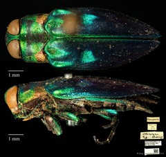 Chrysobothris insolata • © Ang Yuchen • CC BY 4.0