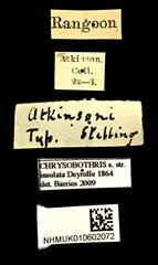 Chrysobothris insolata • All Rights Reserved Museum Label