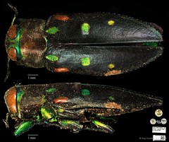 Chrysobothris militaris • © Ang Yuchen • CC BY 4.0