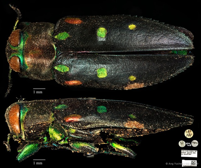 Chrysobothris militaris • © Ang Yuchen • CC BY 4.0