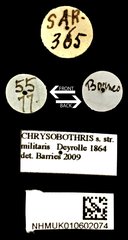 Chrysobothris militaris • All Rights Reserved Museum Label