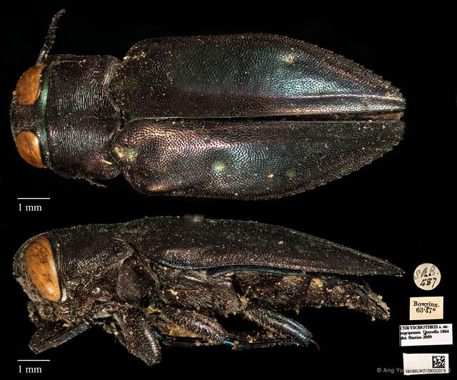 Chrysobothris nigripennis • © Ang Yuchen • CC BY 4.0
