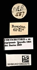 Chrysobothris nigripennis • All Rights Reserved Museum Label