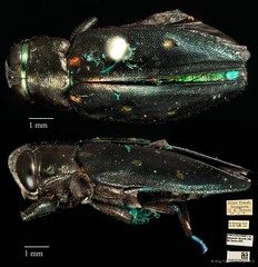 Chrysobothris nigripennis • © Ang Yuchen • CC BY 4.0