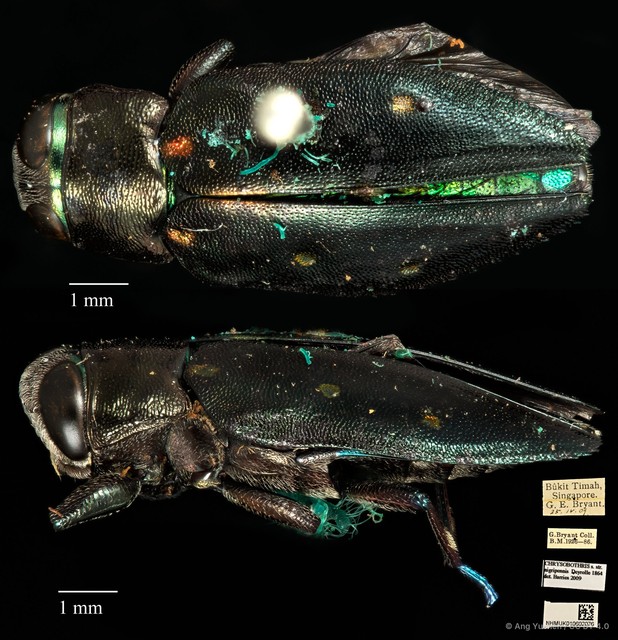 Chrysobothris nigripennis