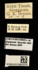 Chrysobothris nigripennis • All Rights Reserved Museum Label