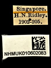 Endelus cupido • All Rights Reserved Museum Label