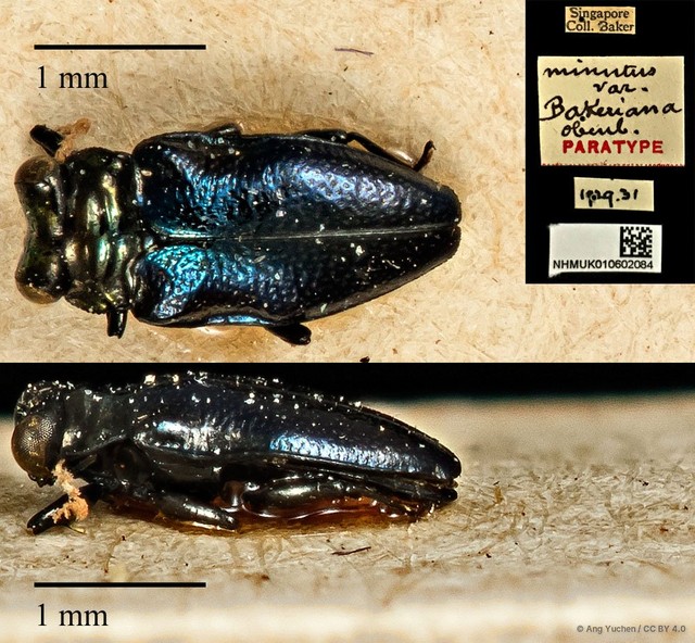 Endelus minutus • © Ang Yuchen • CC BY 4.0