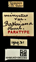 Endelus minutus • All Rights Reserved Museum Label