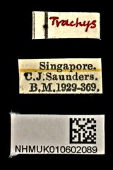 Habroloma lepidopterum • All Rights Reserved Museum Label