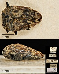 Habroloma lepidopterum • © Ang Yuchen • CC BY 4.0