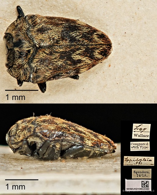Habroloma lepidopterum