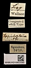 Habroloma lepidopterum • All Rights Reserved Museum Label