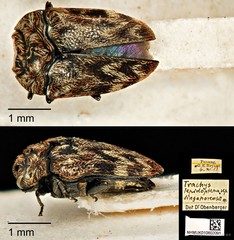 Habroloma lepidopterum • © Ang Yuchen • CC BY 4.0