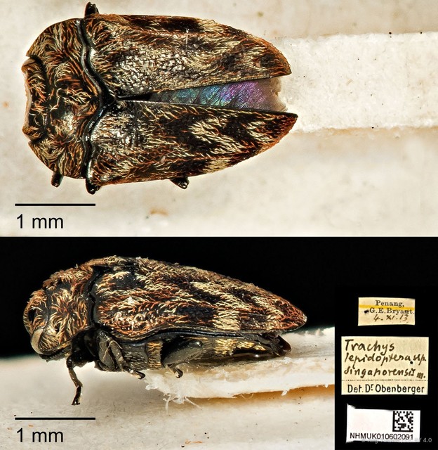 Habroloma lepidopterum