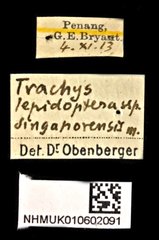 Habroloma lepidopterum • All Rights Reserved Museum Label