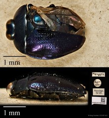 Pachyschelus migneauxii • © Ang Yuchen • CC BY 4.0