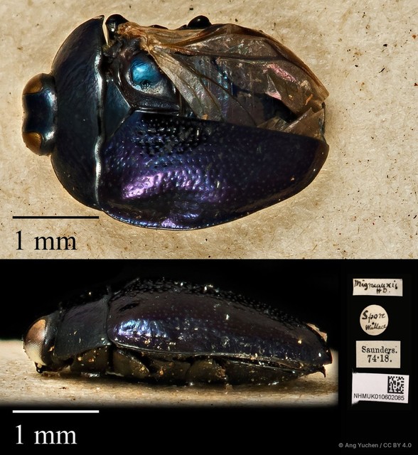 Pachyschelus migneauxii • © Ang Yuchen • CC BY 4.0