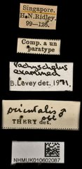 Pachyschelus orientalis • All Rights Reserved Museum Label