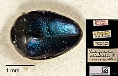 Pachyschelus orientalis • © Ang Yuchen • CC BY 4.0