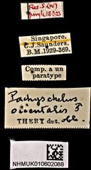 Pachyschelus orientalis • All Rights Reserved Museum Label