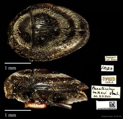 Paratrachys bakeri • © Ang Yuchen • CC BY 4.0