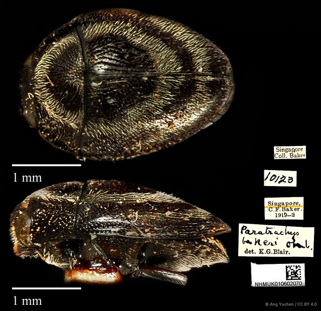 Paratrachys bakeri • © Ang Yuchen • CC BY 4.0