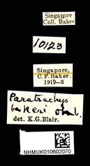 Paratrachys bakeri • All Rights Reserved Museum Label
