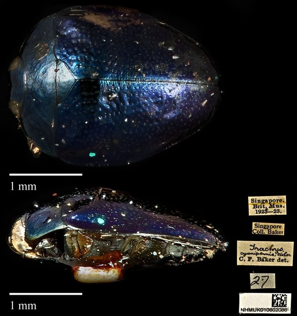 Trachys cyanipennis • © Ang Yuchen • CC BY 4.0