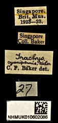 Trachys cyanipennis • All Rights Reserved Museum Label