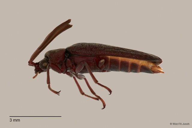 Callirhipis sp. "ZRCBDP0063849" • © Wan FA Jusoh • All Rights Reserved