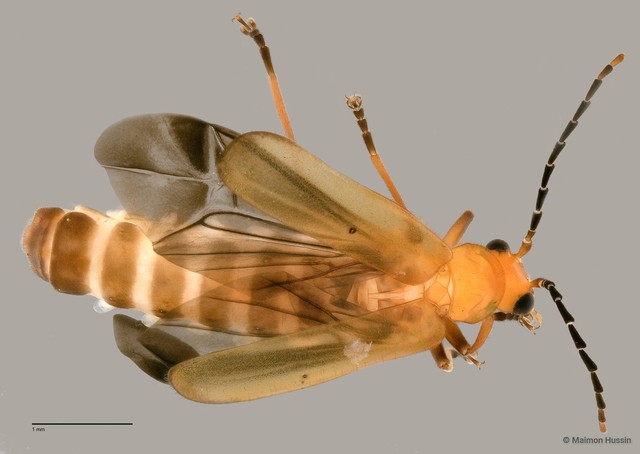 Cantharidae sp. "ZRCBDP0060009" • © Maimon Hussin • All Rights Reserved