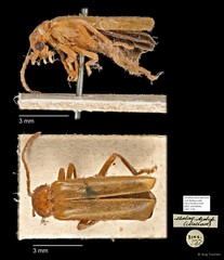 Asiosilis sp. "AYC 218" • © Ang Yuchen • All Rights Reserved