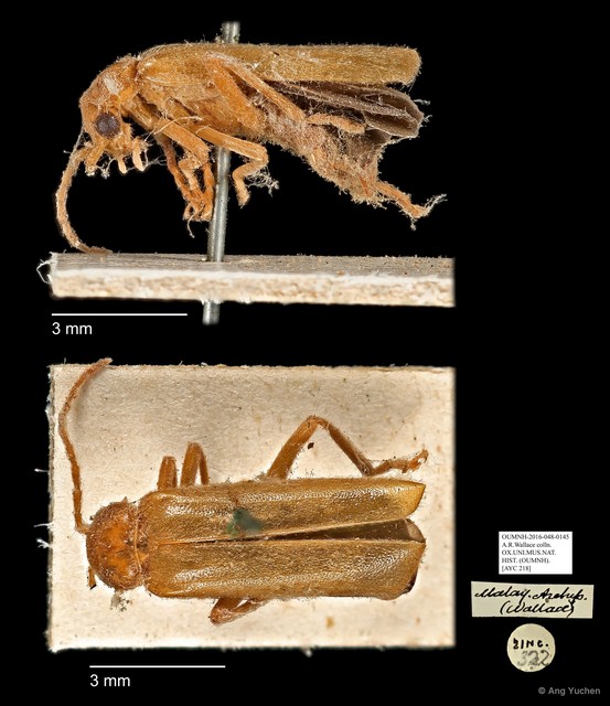 Asiosilis sp. "AYC 218" • © Ang Yuchen • All Rights Reserved