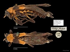 Ichthyurus sp. "AYC 208" • © Ang Yuchen • All Rights Reserved