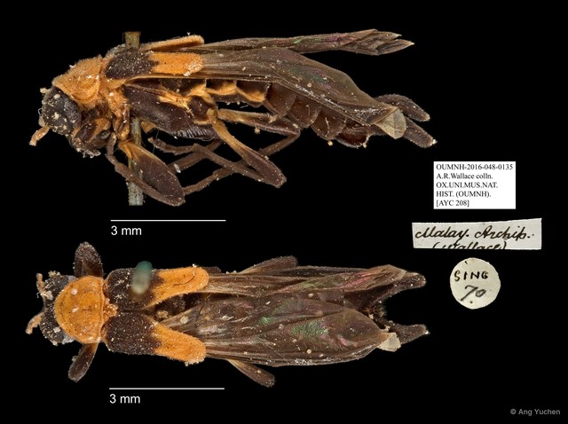 Ichthyurus sp. "AYC 208" • © Ang Yuchen • All Rights Reserved