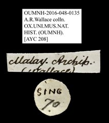 Ichthyurus sp. "AYC 208" • All Rights Reserved Museum Label