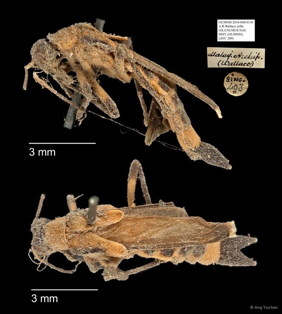 Ichthyurus sp. "AYC 209" • © Ang Yuchen • All Rights Reserved