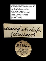 Ichthyurus sp. "AYC 209" • All Rights Reserved Museum Label
