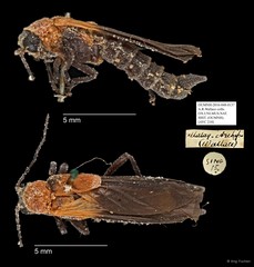 Ichthyurus sp. "AYC 210" • © Ang Yuchen • All Rights Reserved
