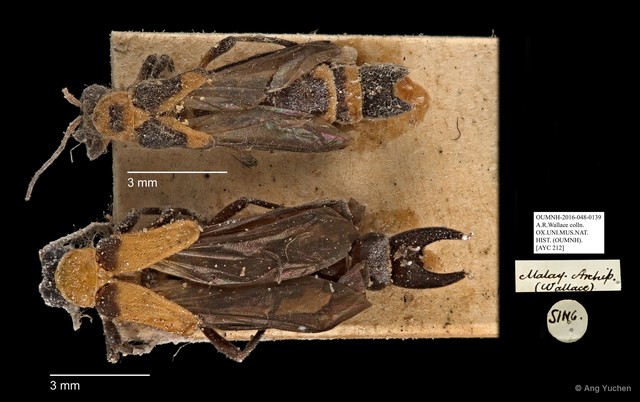 Ichthyurus sp. "AYC 212" • © Ang Yuchen • All Rights Reserved